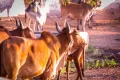 agriculture industry,farming and animal husbandry concept,indian cow group,cows at rural house