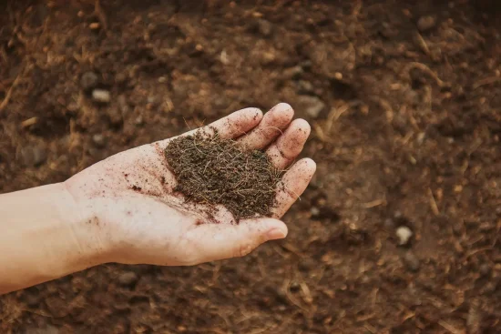 A Modern Indian Farmer Standing In A Green Agricultural Field Holding Biochar