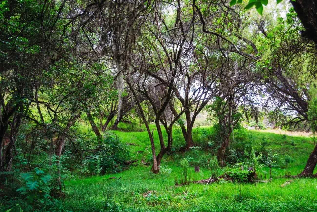 Forest In Which Trees Are Visible