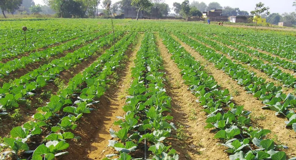 Efficient irrigation and crop management